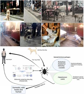 First report on tick-borne pathogens detected in ticks infesting stray dogs near butcher shops